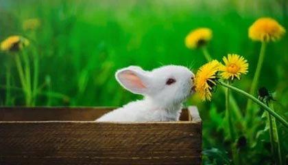 开云平台-德甲：汉诺威1-4败给门兴，守门员多次救险依旧难挡败局，汉诺威门将